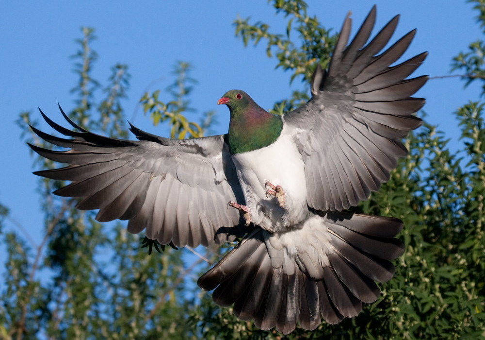 Kapiti Coast Car Hire Paraparaumu, Raumati, Waikanae